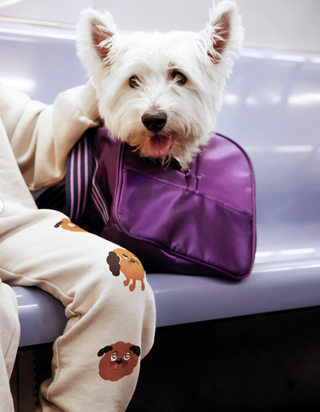 Dog Sweatpants Mini Rodini on Design Life Kids