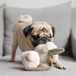 Lambwolf Collective Momo Pet Toy on DLK