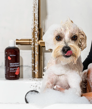 Wild One-Grapefruit Lemongrass Dog Shampoo on Design Life Kids