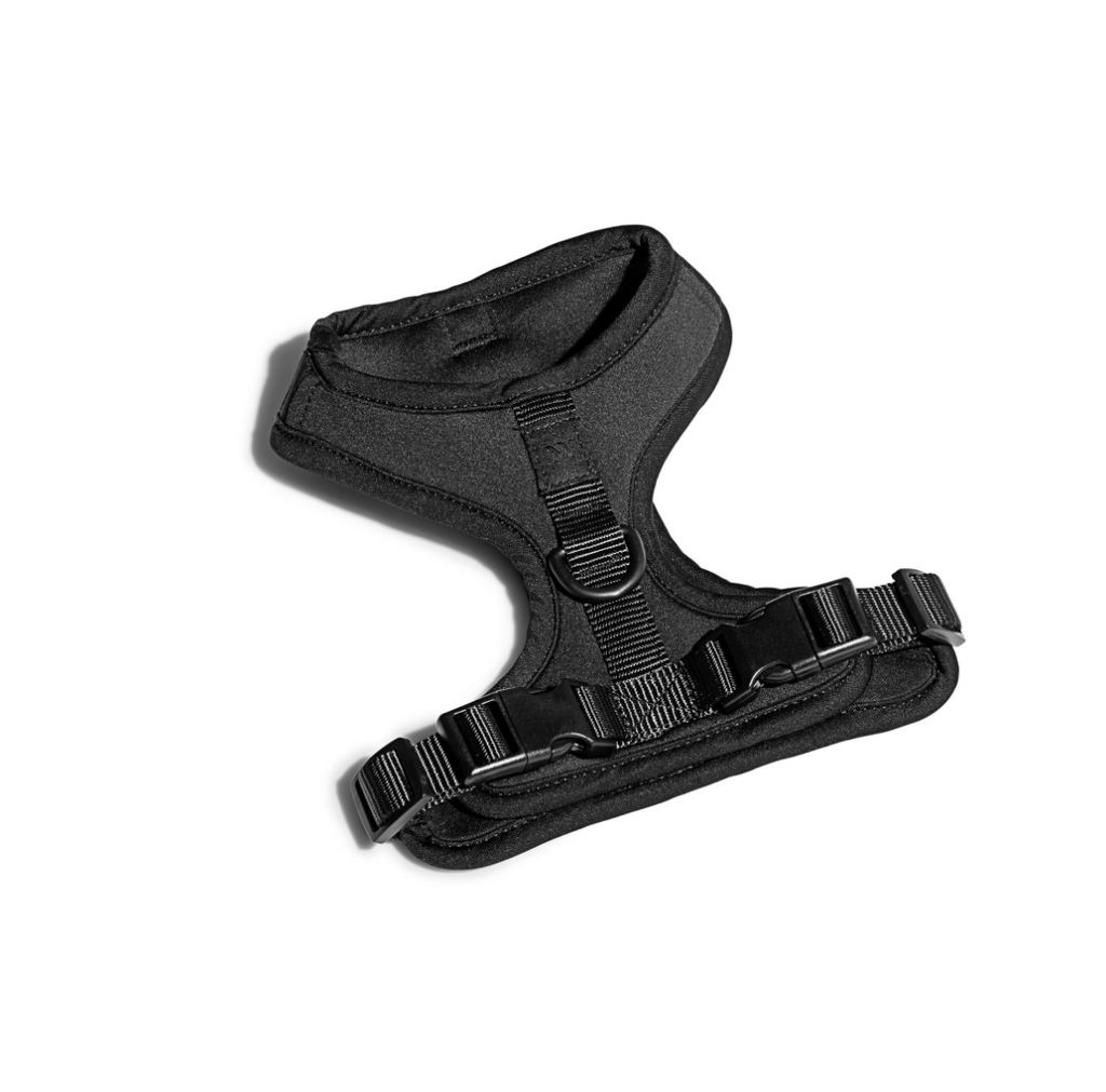 Black Dog Harness Design Life Kids